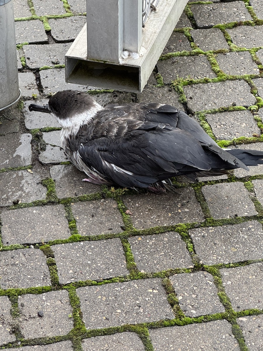 Berta dell'Atlantico - ML641077424