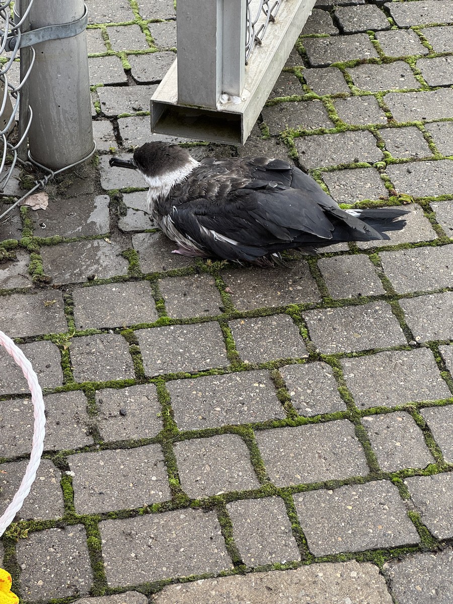 Berta dell'Atlantico - ML641077425