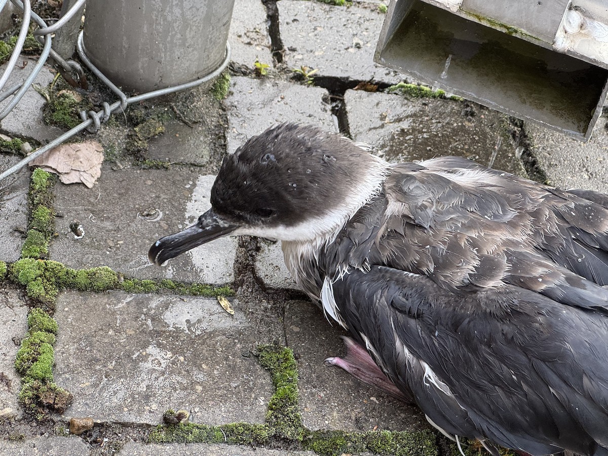 Berta dell'Atlantico - ML641077426