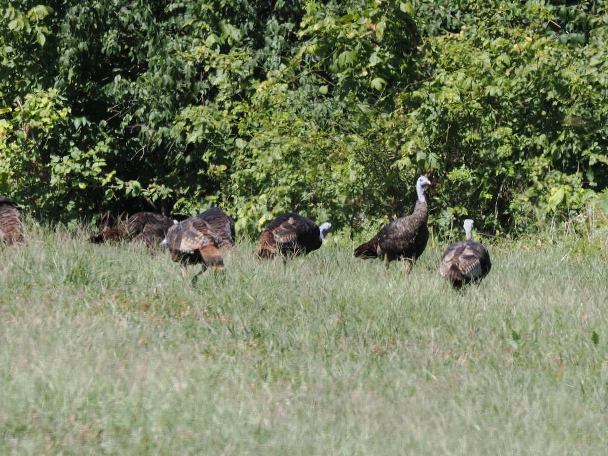 Wild Turkey - ML641077432
