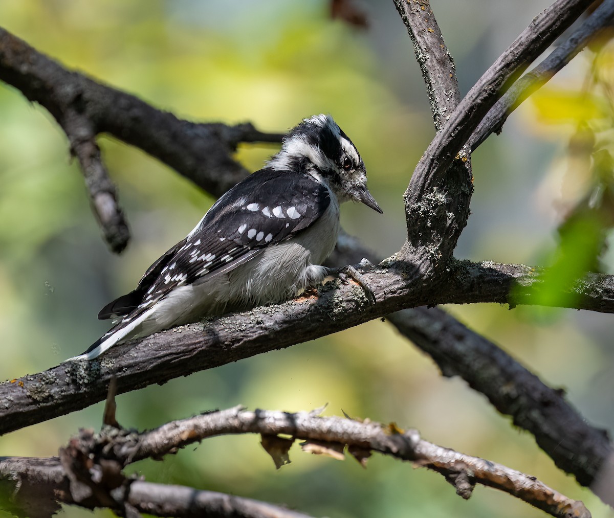 Downy Woodpecker - ML641077452