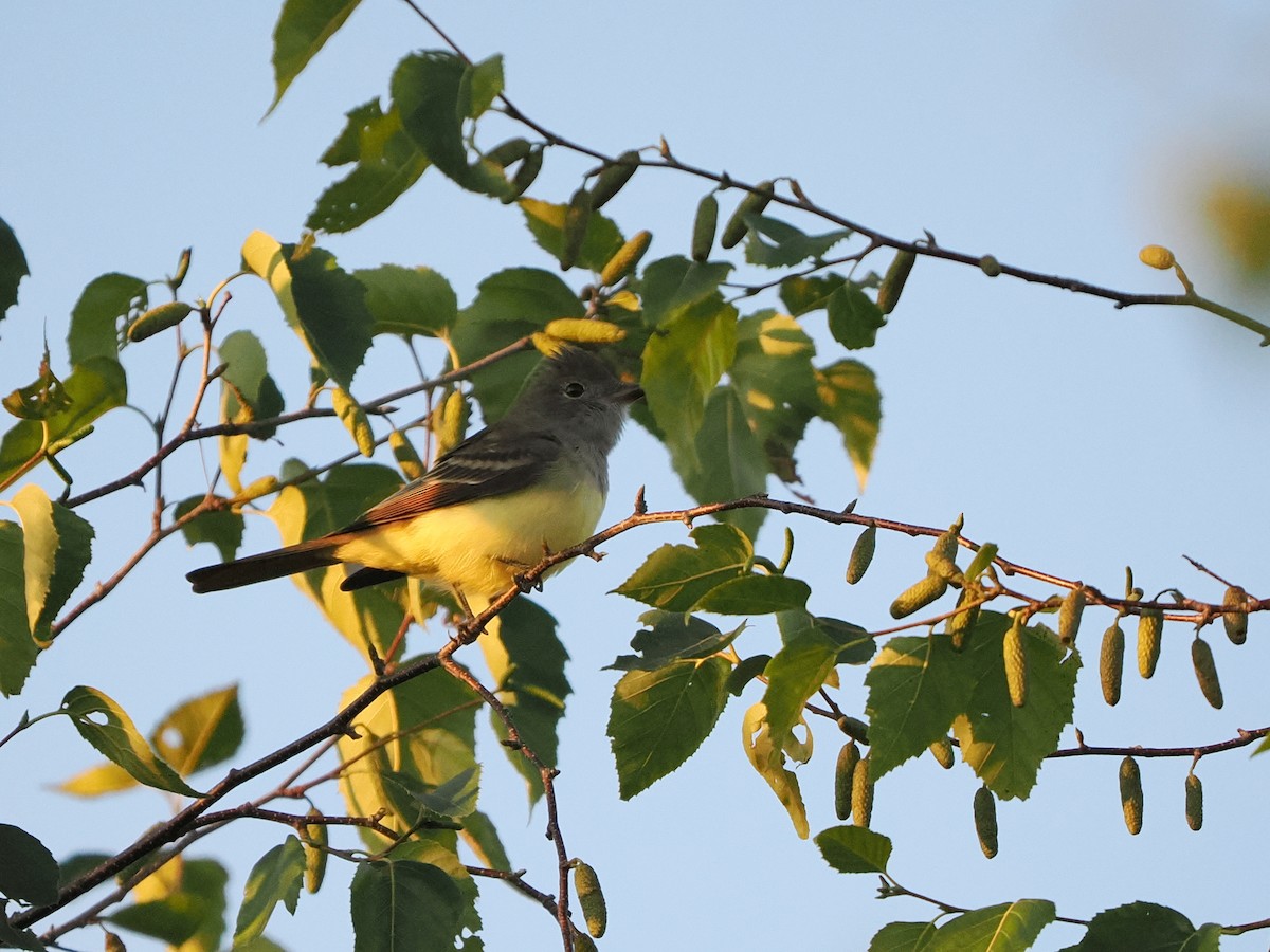 Great Crested Flycatcher - ML641077453