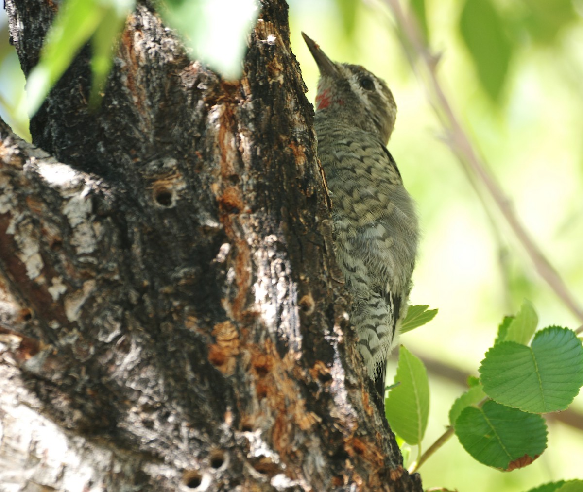 Red-naped Sapsucker - ML641077455