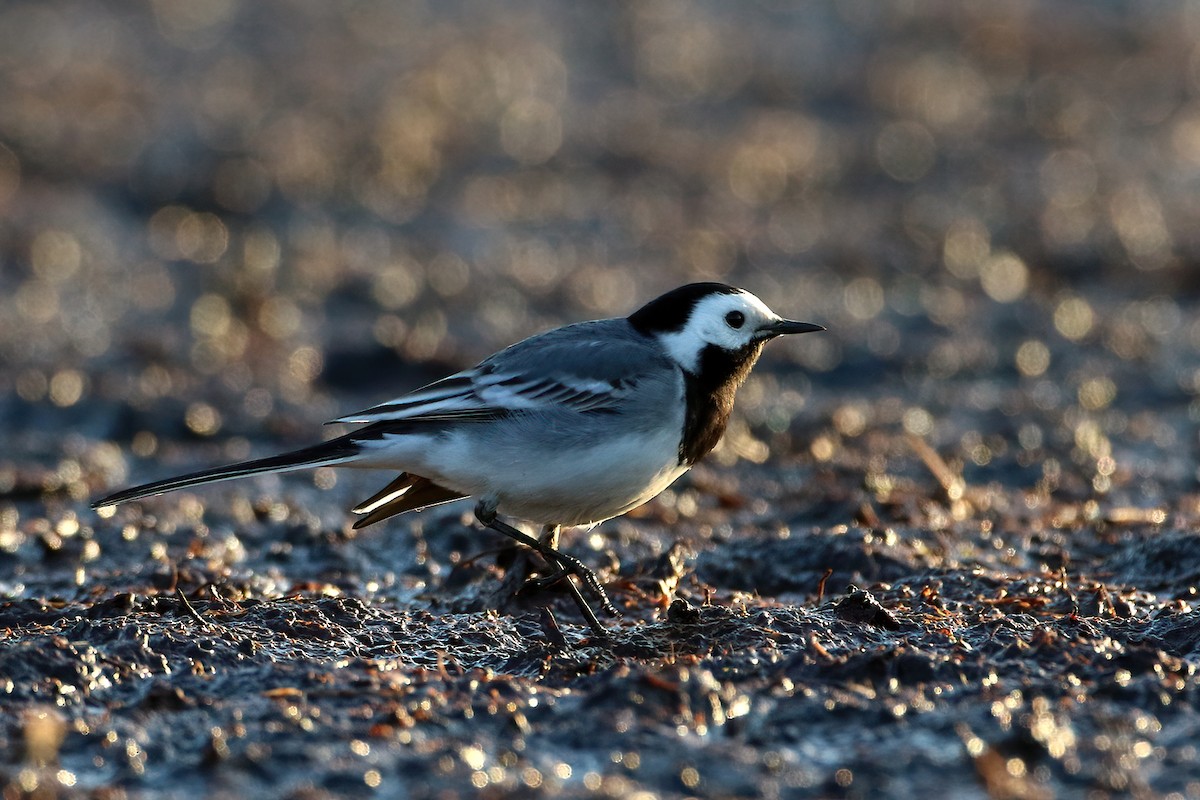 White Wagtail - ML641077456