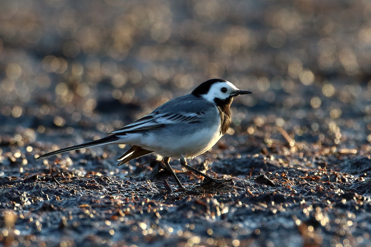 White Wagtail - ML641077457
