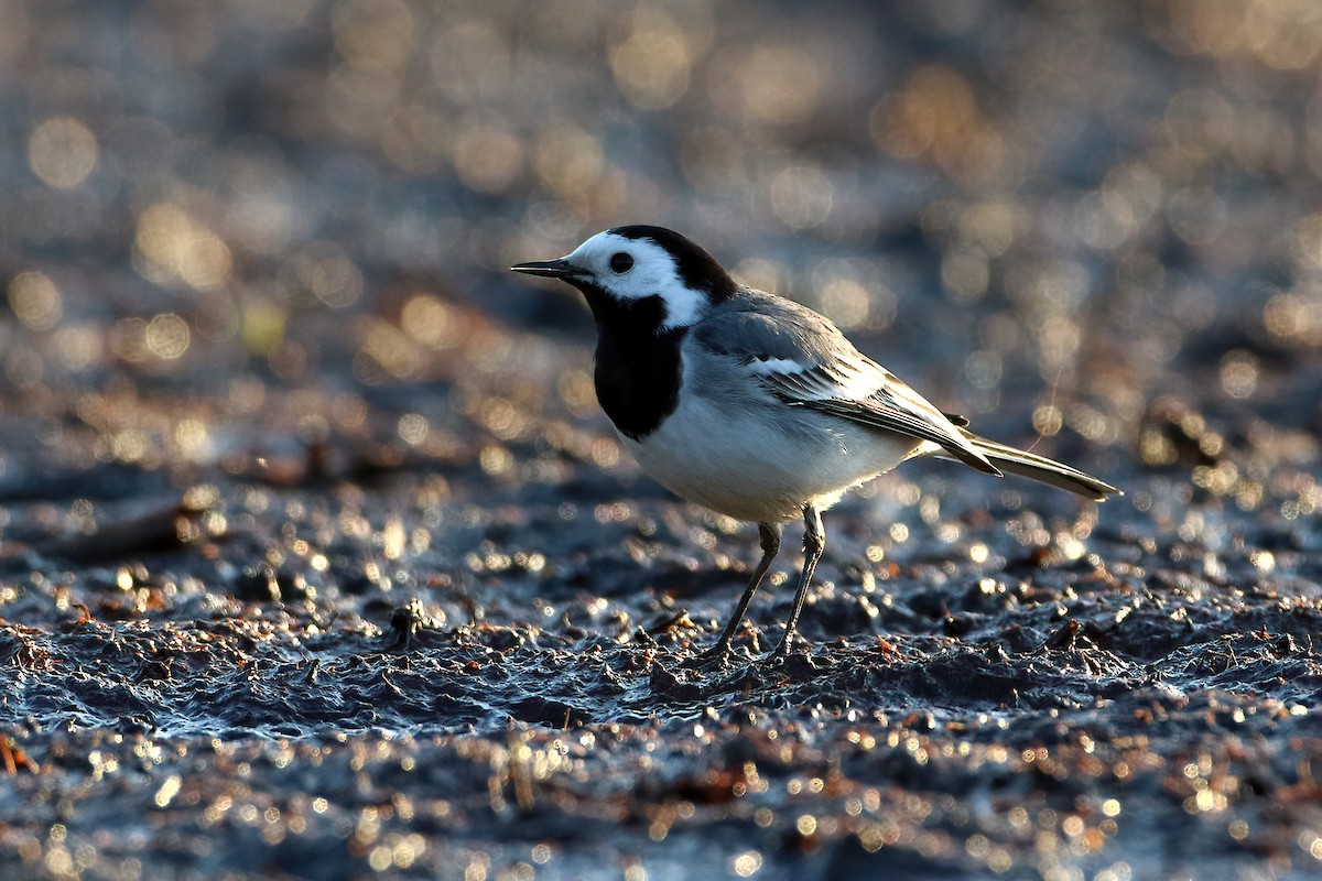 White Wagtail - ML641077458