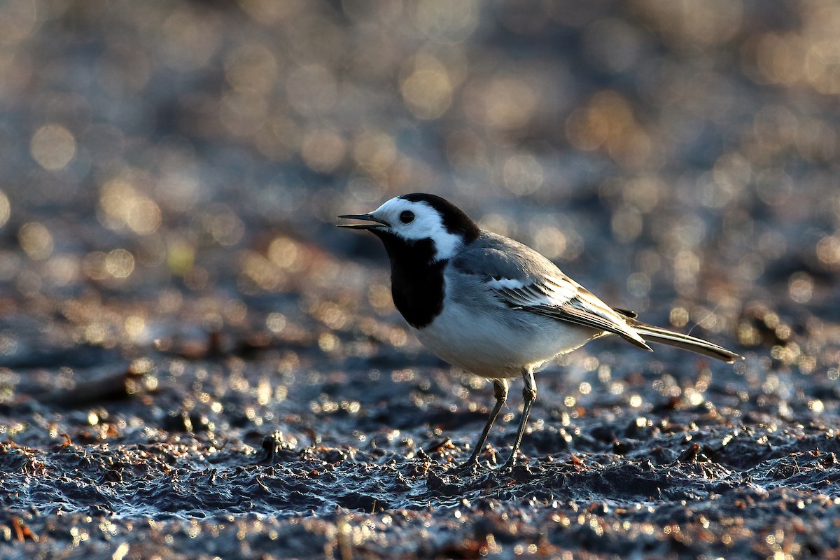 White Wagtail - ML641077459
