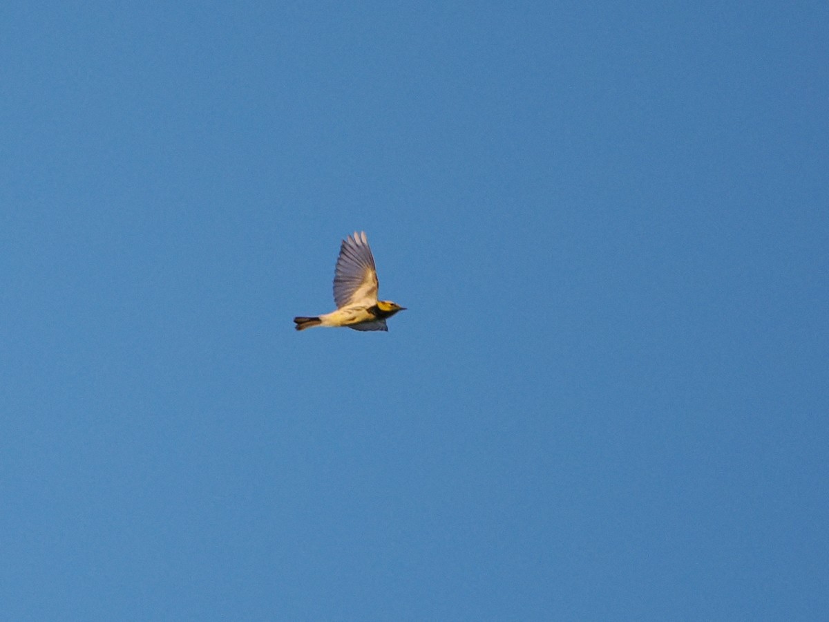 Grünmantel-Waldsänger - ML641077477