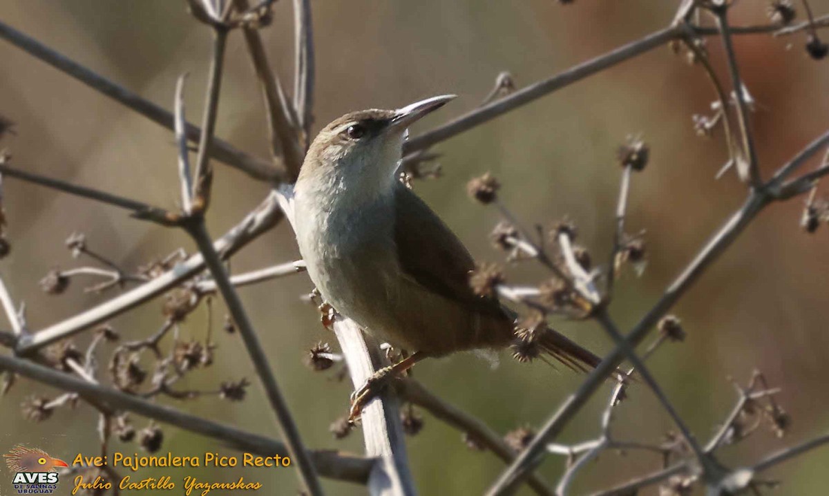 Straight-billed Reedhaunter - ML641077483