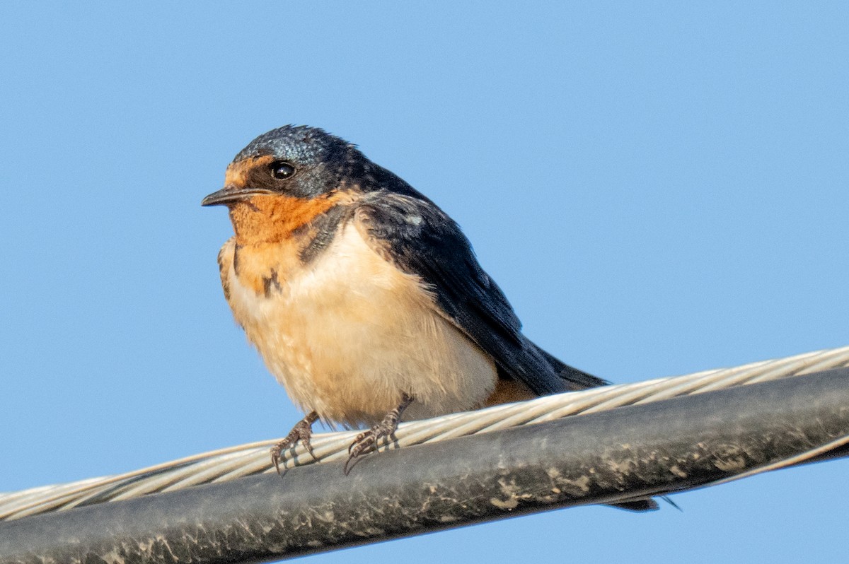 Barn Swallow - ML641077509