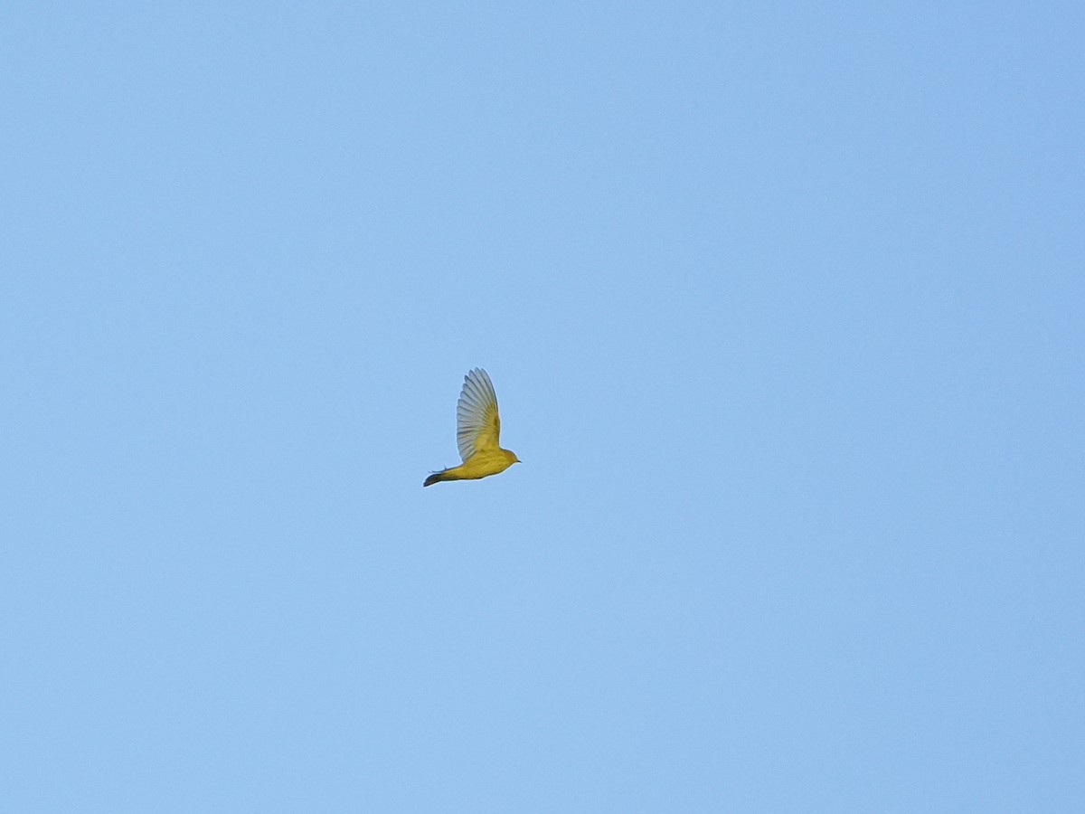 Yellow Warbler - ML641077518
