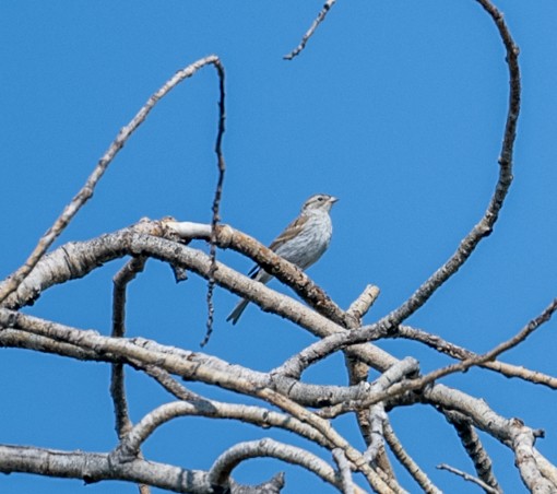 Chipping Sparrow - ML641077543