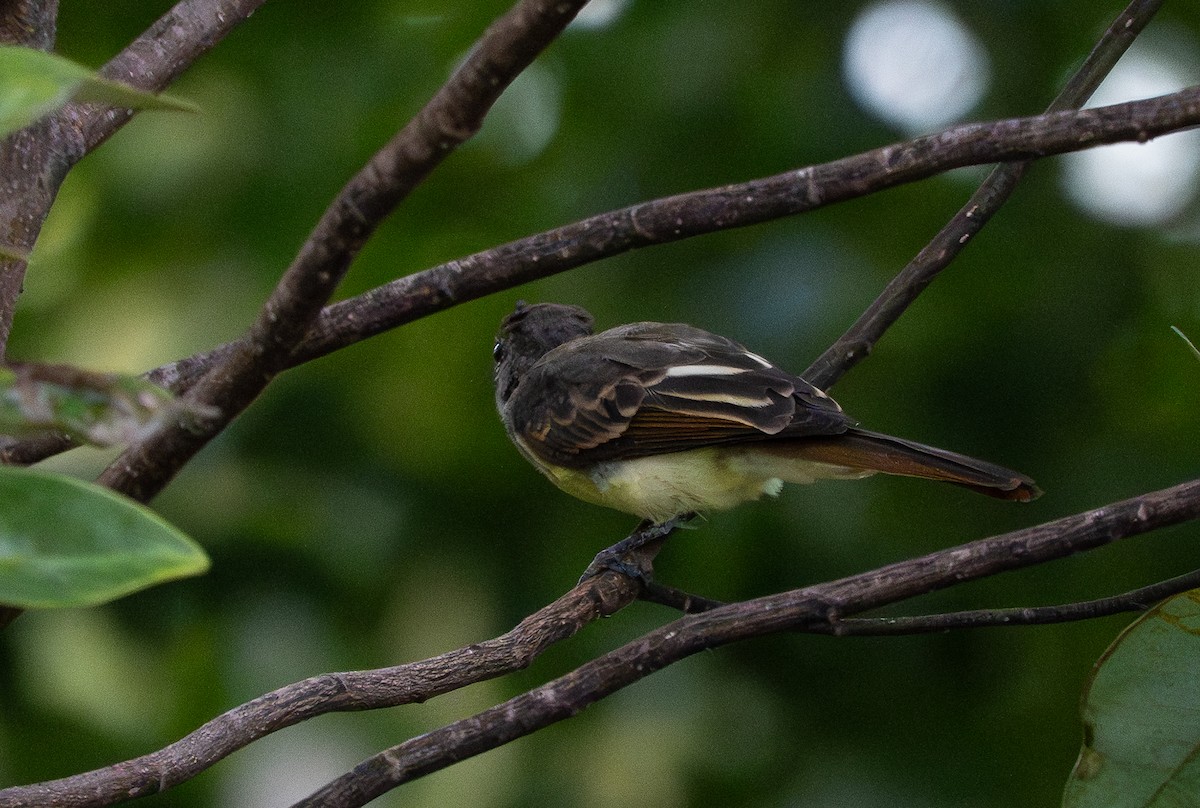 Great Crested Flycatcher - ML641077552
