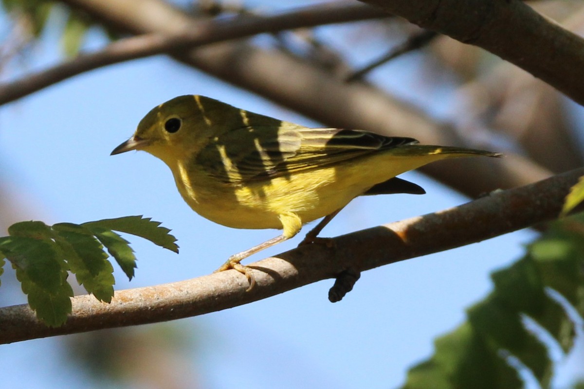 Yellow Warbler - ML641077571