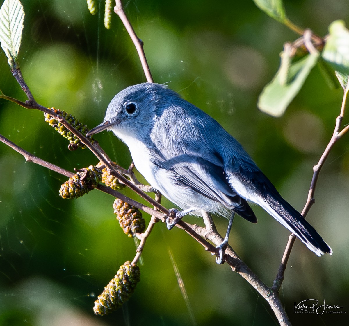 Perlita Grisilla (caerulea) - ML641077579