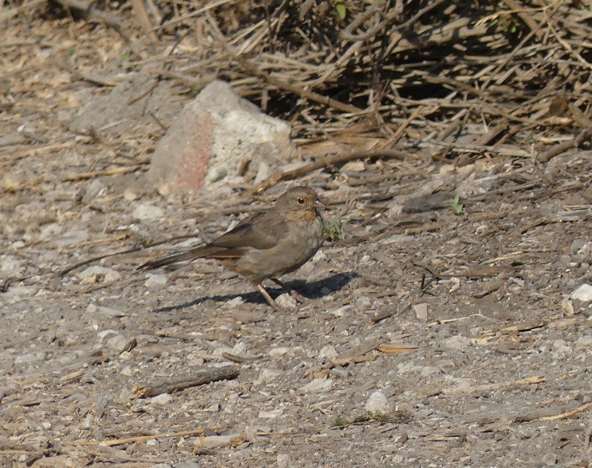 California Towhee - ML641077580