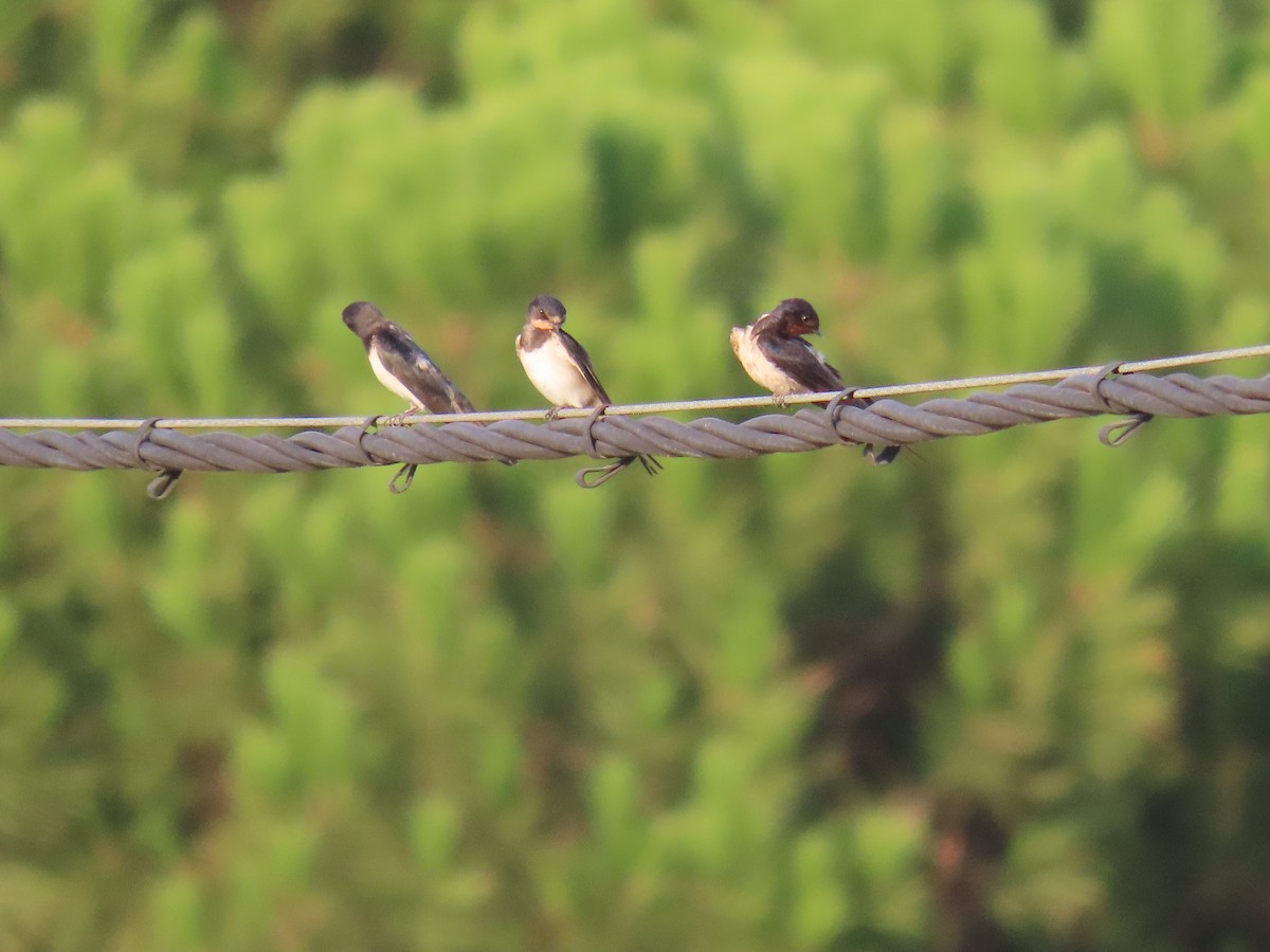 Barn Swallow - ML641077582
