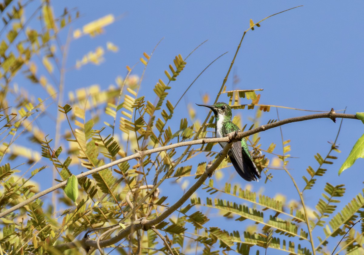 Fiery-tailed Awlbill - ML641077589