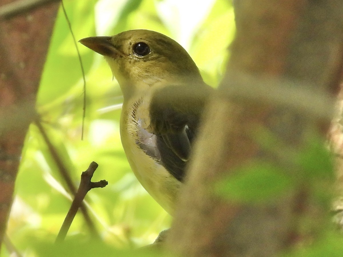 Scarlet Tanager - ML641077606