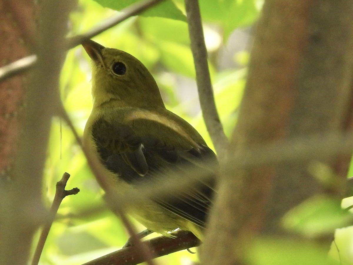Scarlet Tanager - ML641077607