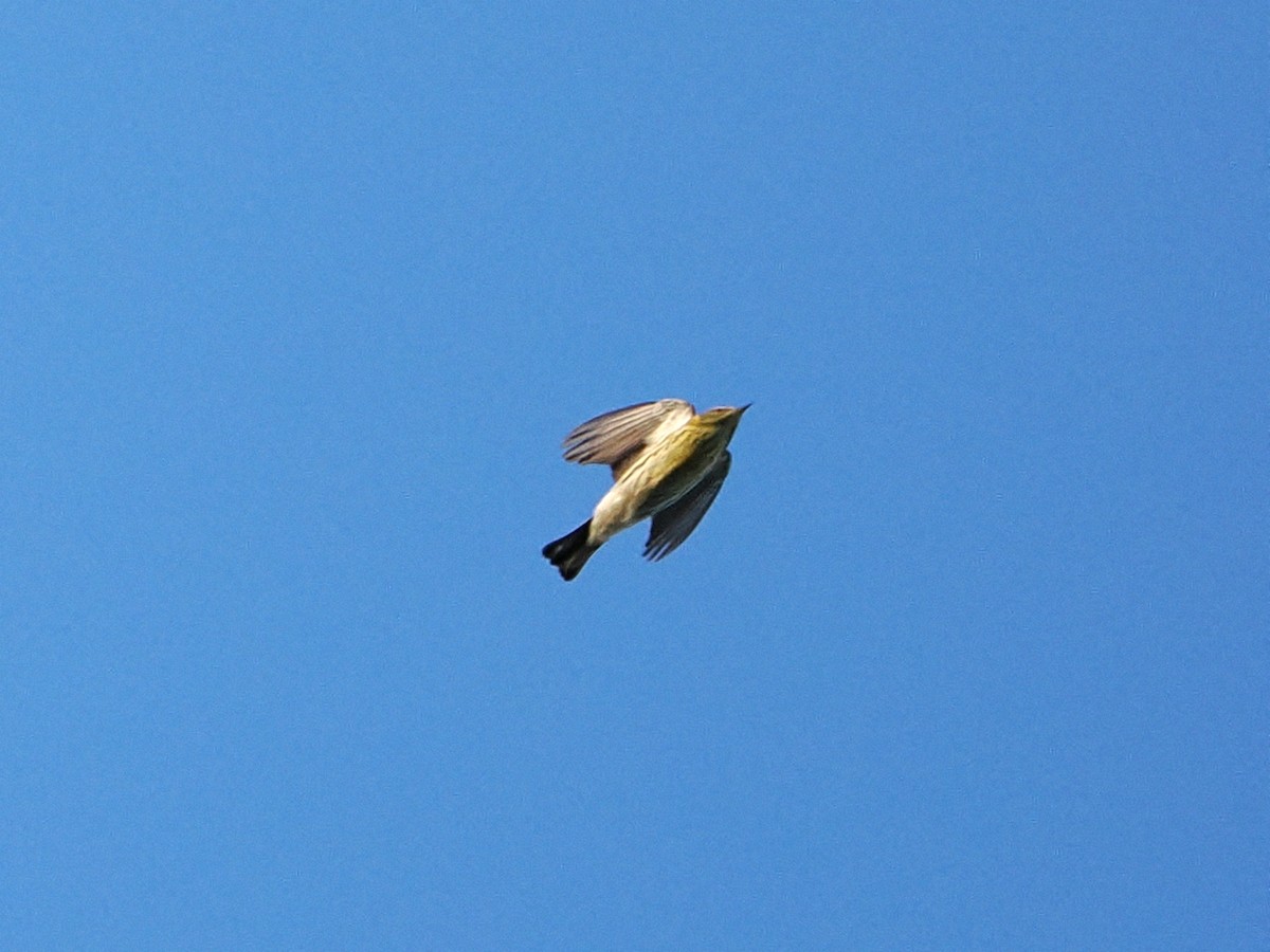 Cape May Warbler - ML641077616
