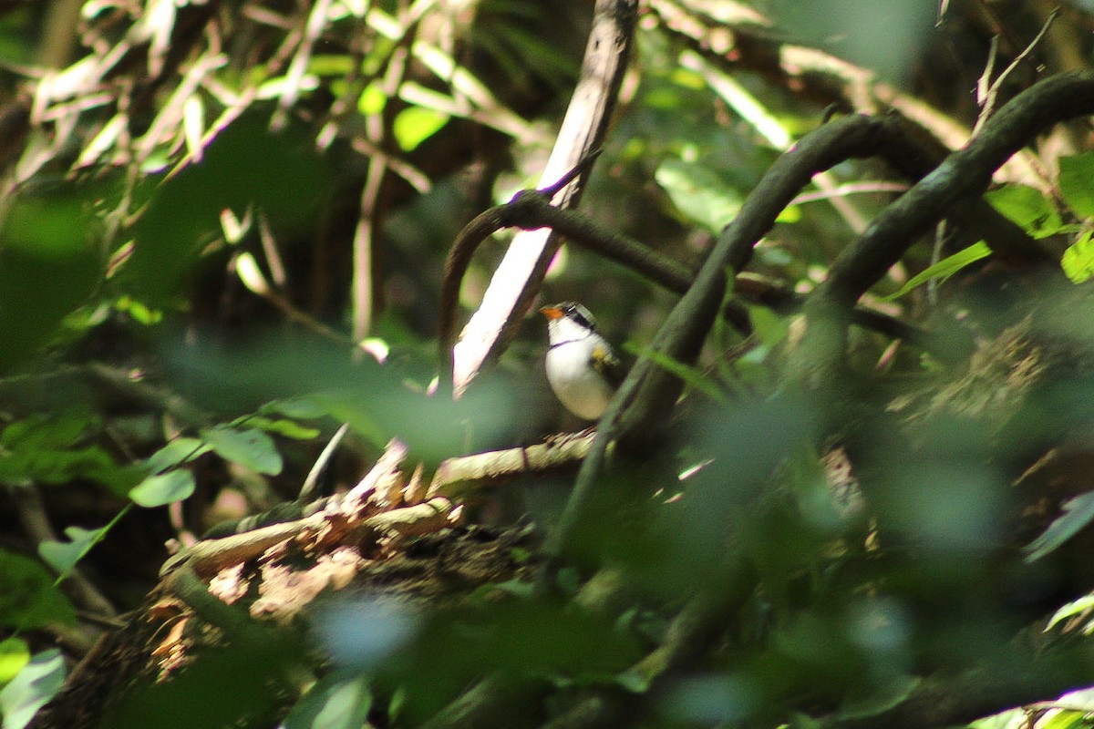 Saffron-billed Sparrow (Gray-backed) - ML641077619
