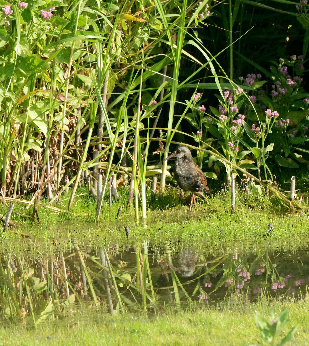 Virginia Rail - ML641077659