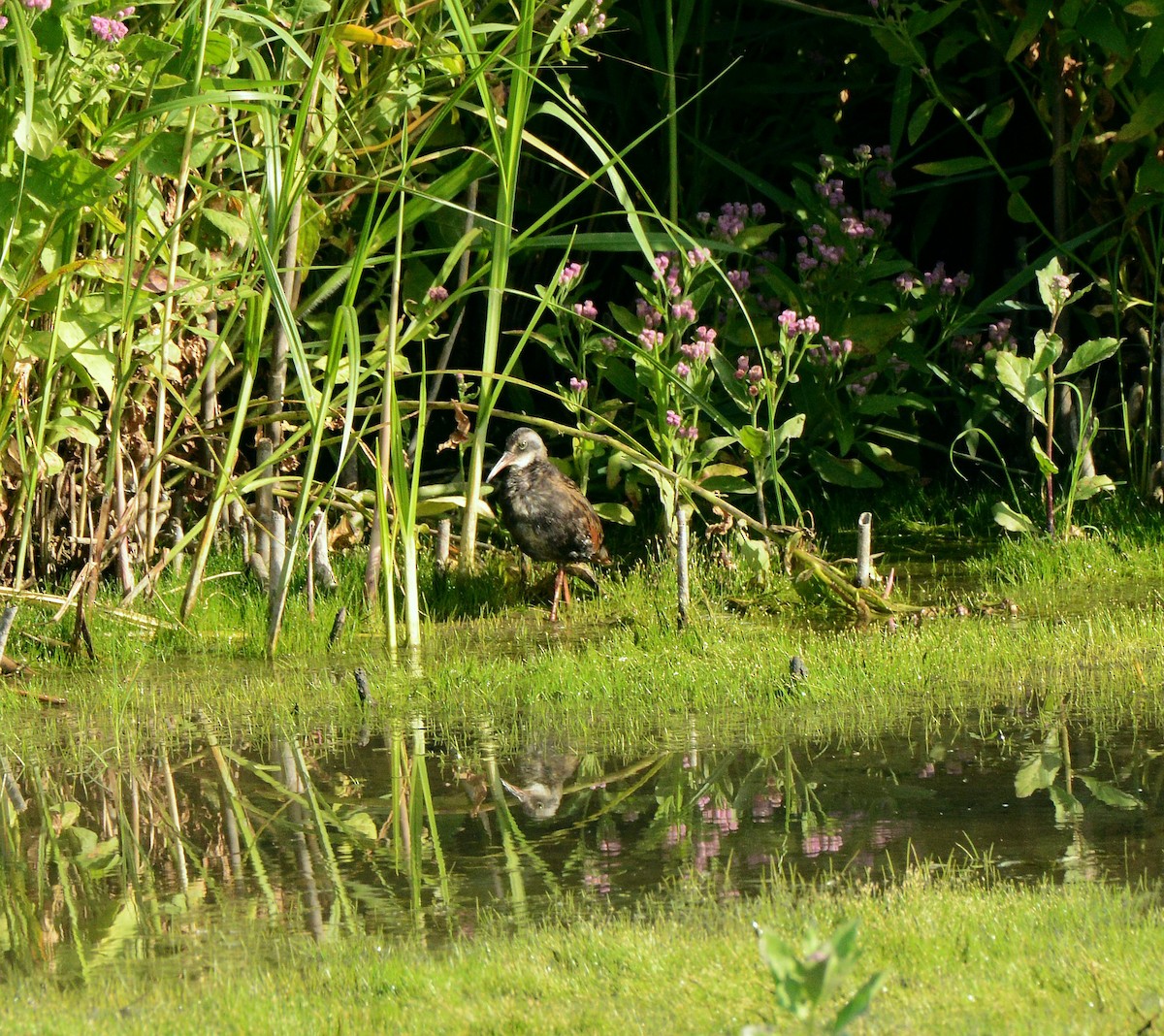 Virginia Rail - ML641077660