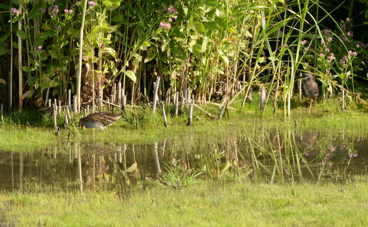 Virginia Rail - ML641077662