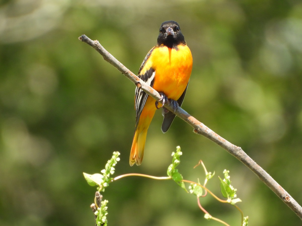 Baltimore Oriole - ML641077721