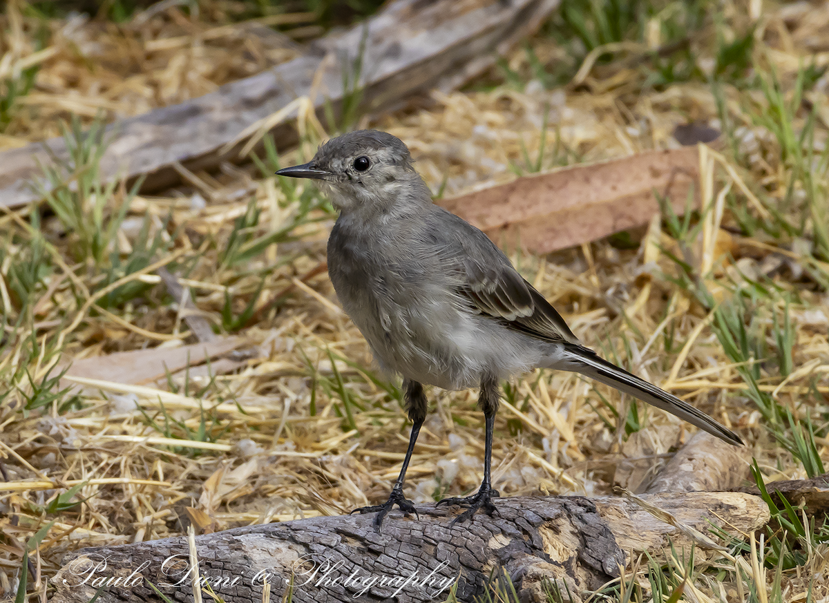 White Wagtail - ML641077723