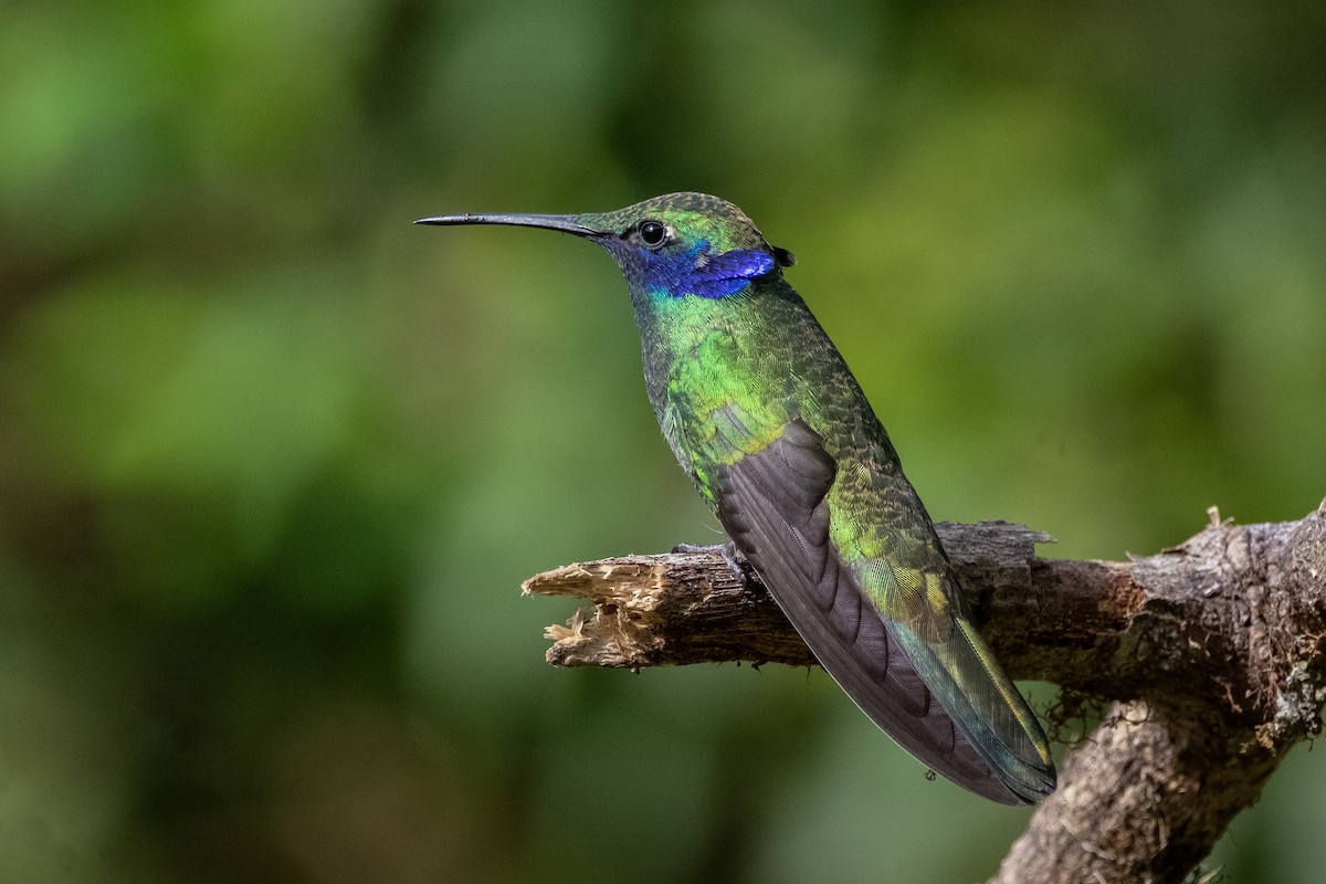 Sparkling Violetear - ML641077748