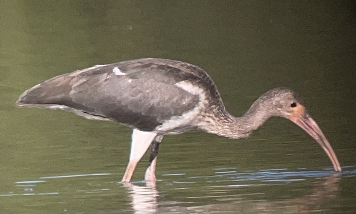 White Ibis - ML641077800