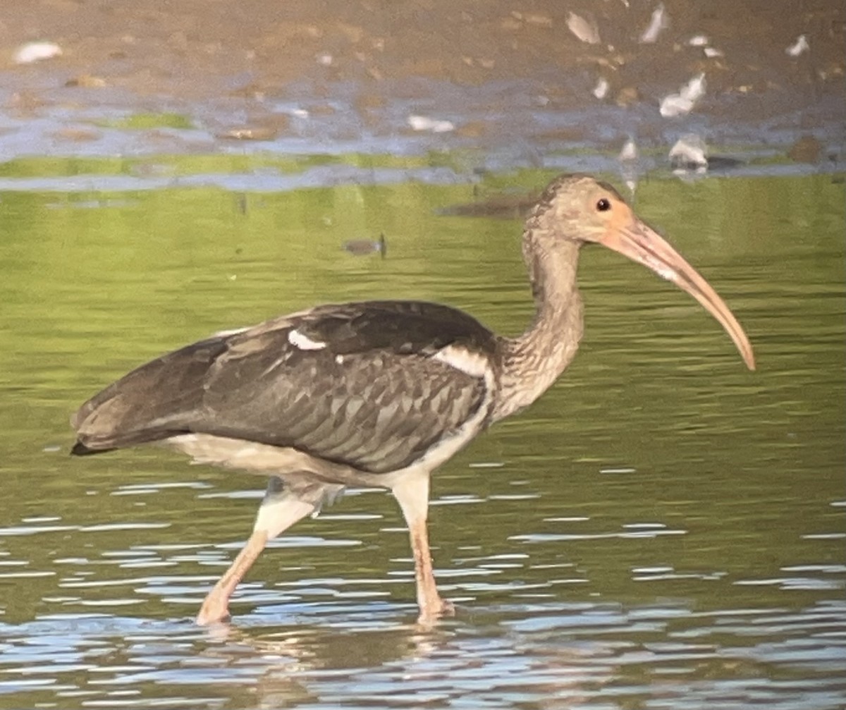 White Ibis - ML641077801
