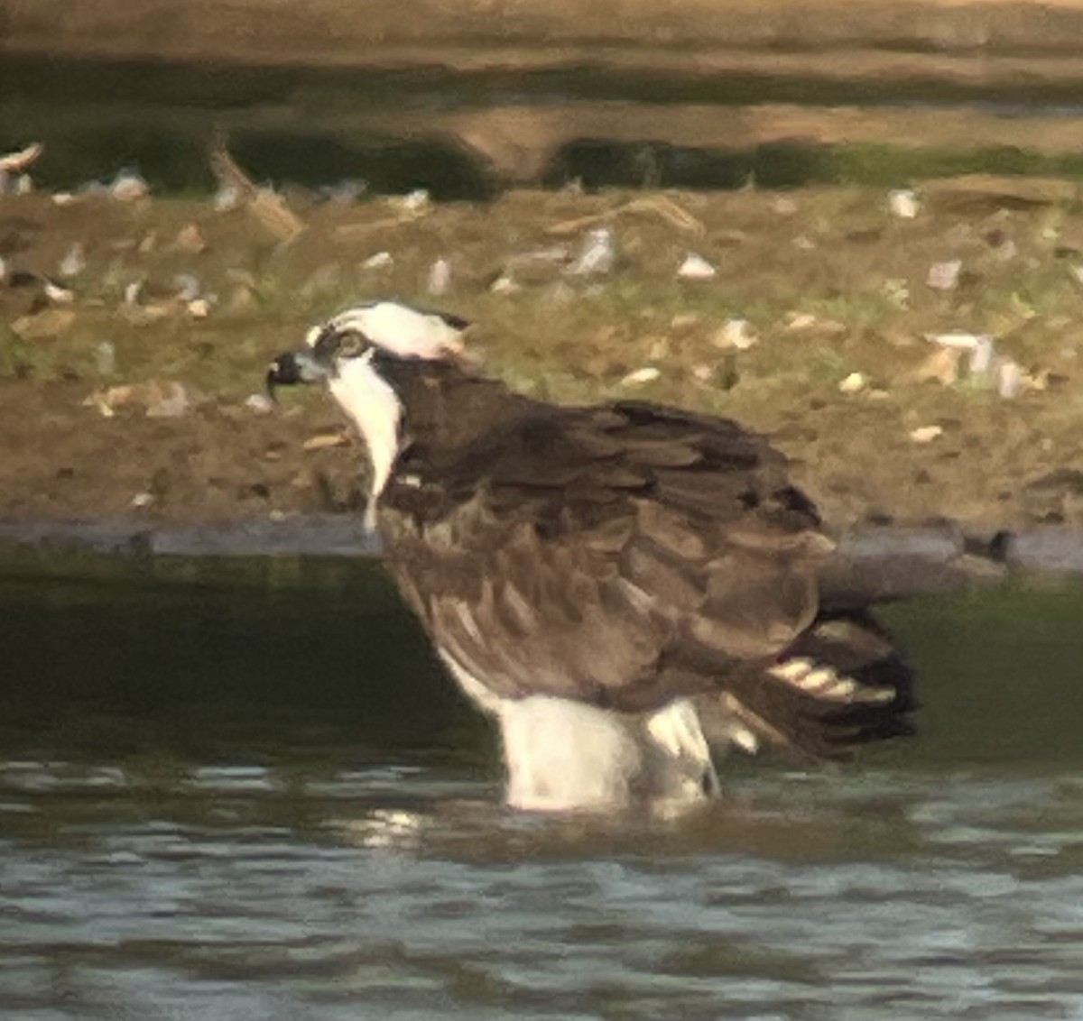 Balbuzard pêcheur - ML641077812