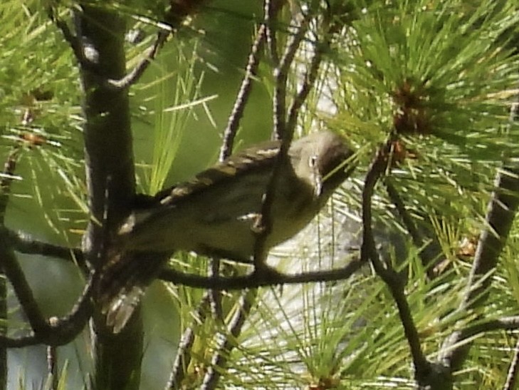 Cape May Warbler - ML641077822