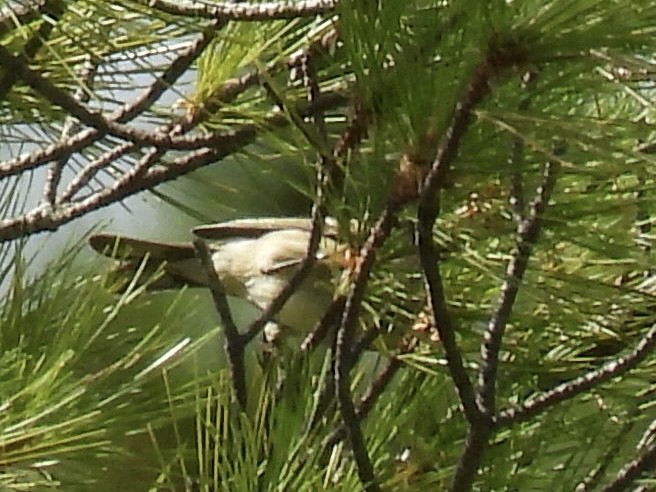 Cape May Warbler - ML641077826
