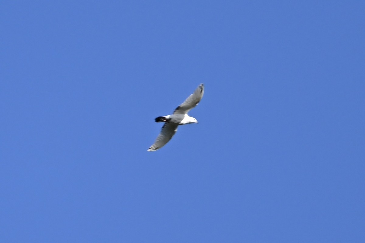 Rock Pigeon (Feral Pigeon) - ML641077836