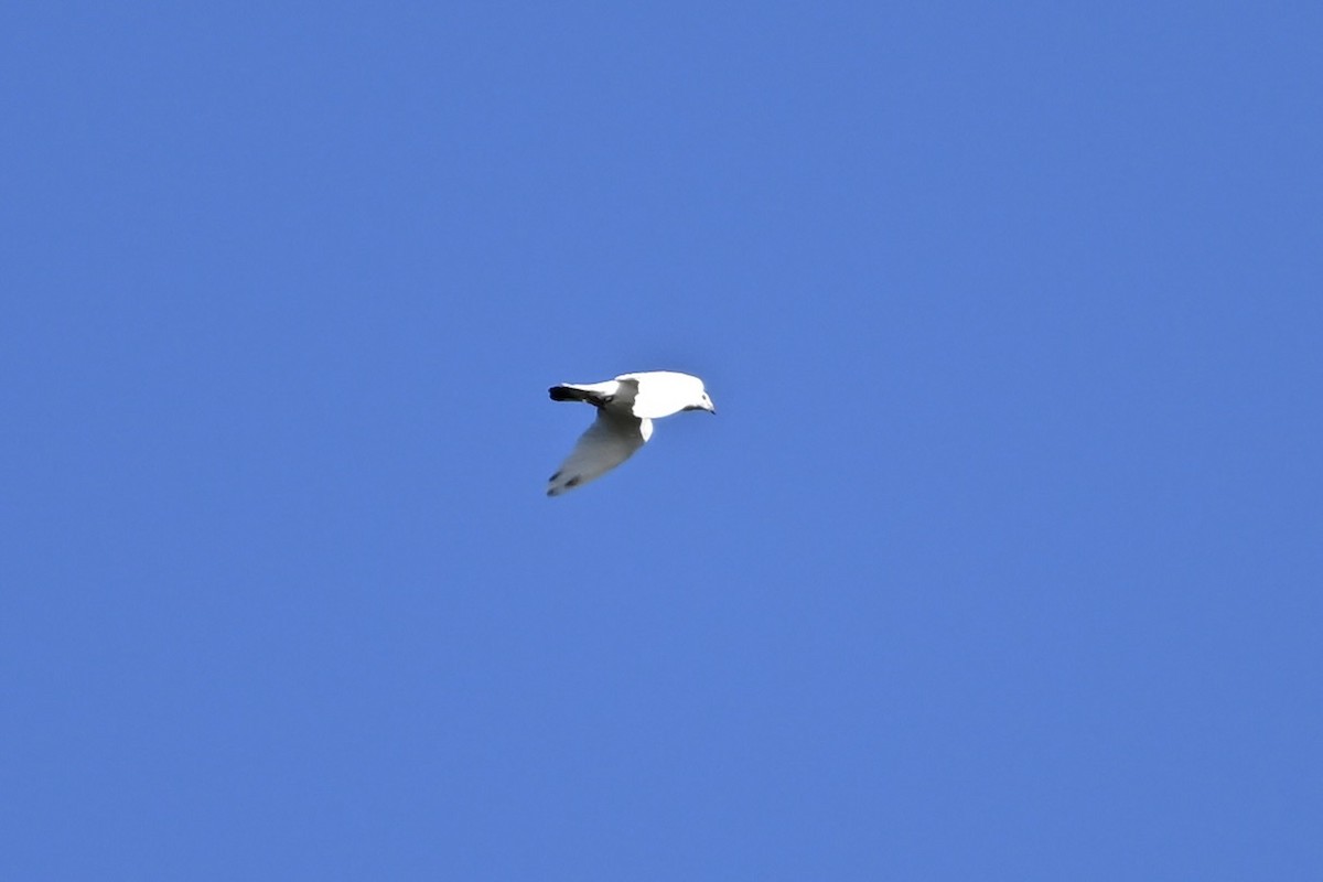 Rock Pigeon (Feral Pigeon) - ML641077875