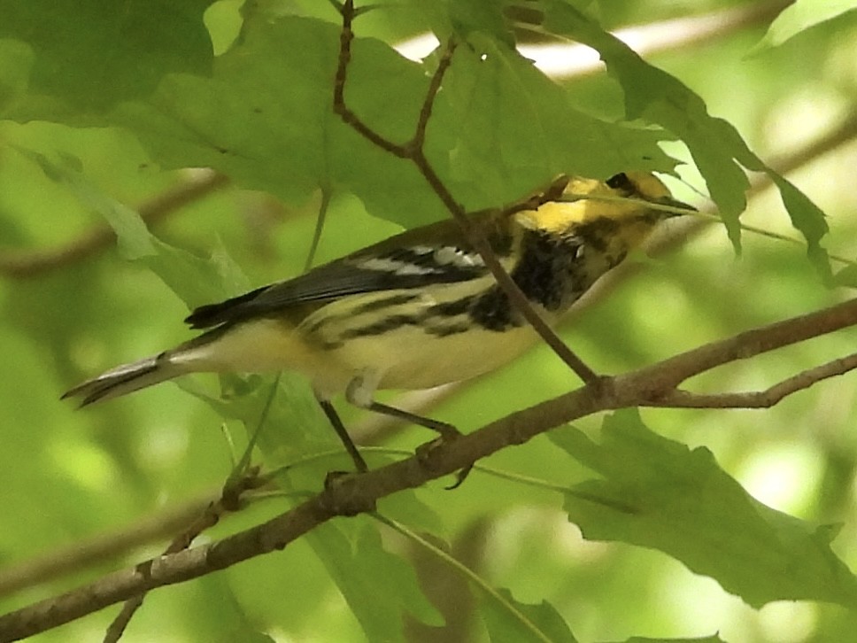 Grünmantel-Waldsänger - ML641077880