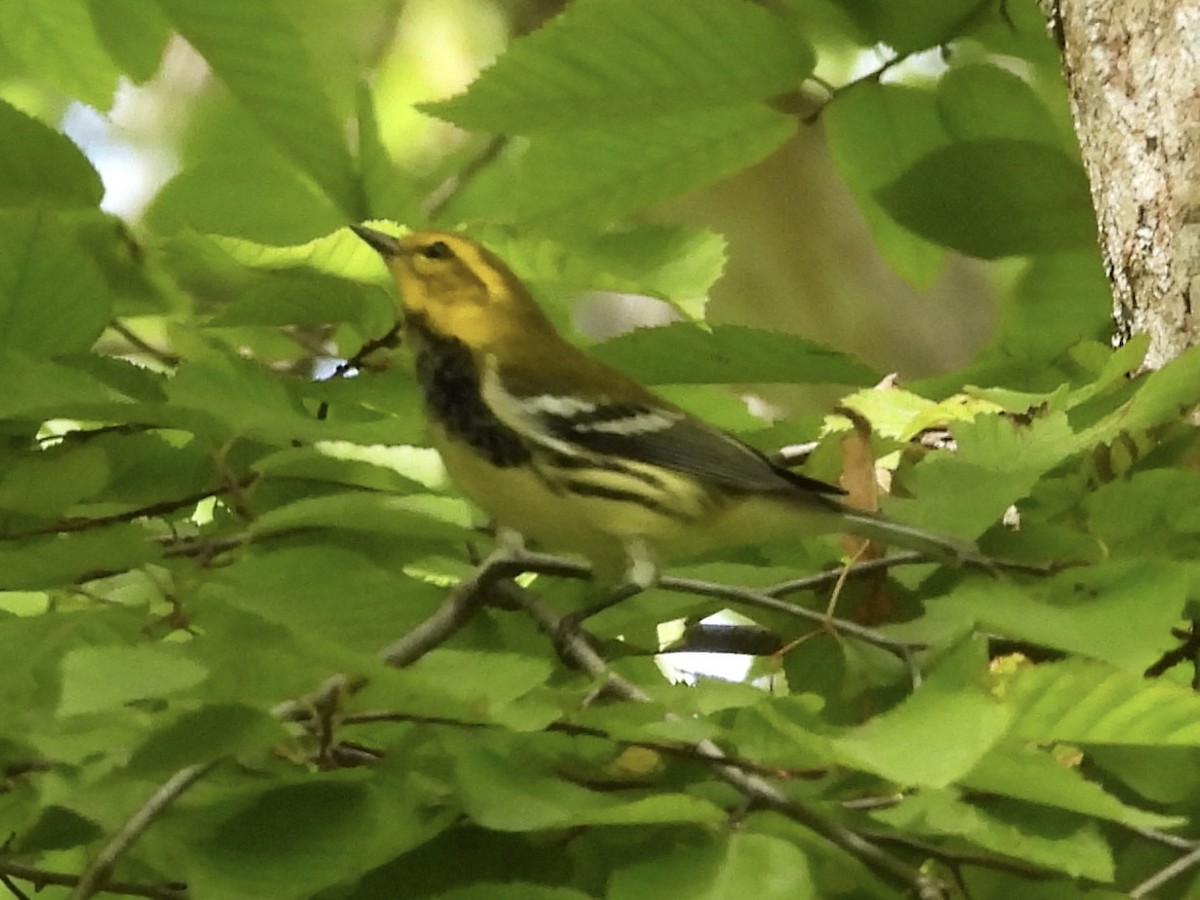 Grünmantel-Waldsänger - ML641077883