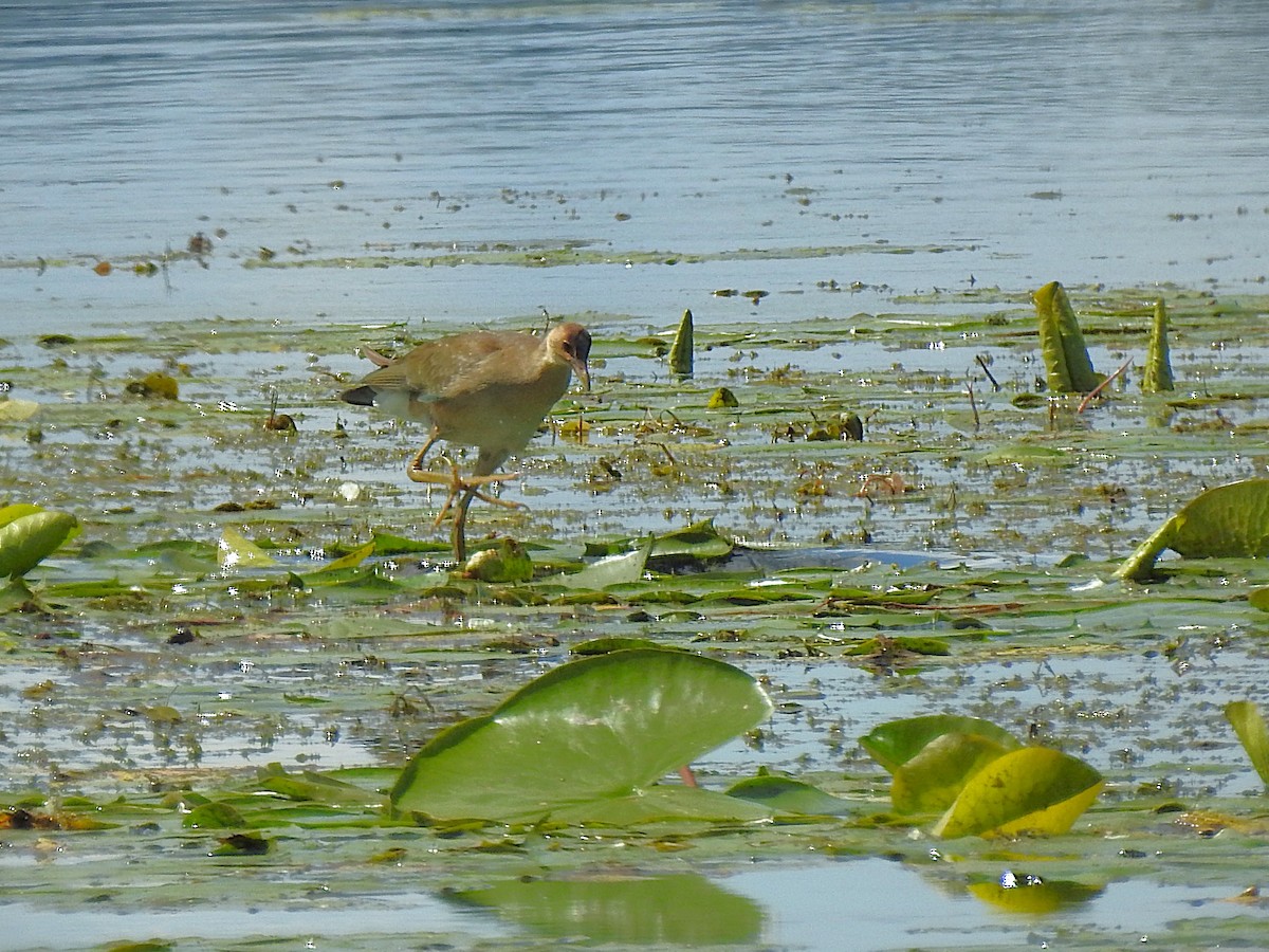 Purple Gallinule - ML641077891