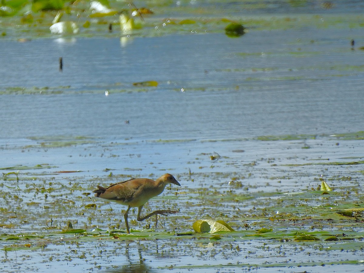 Purple Gallinule - ML641077892
