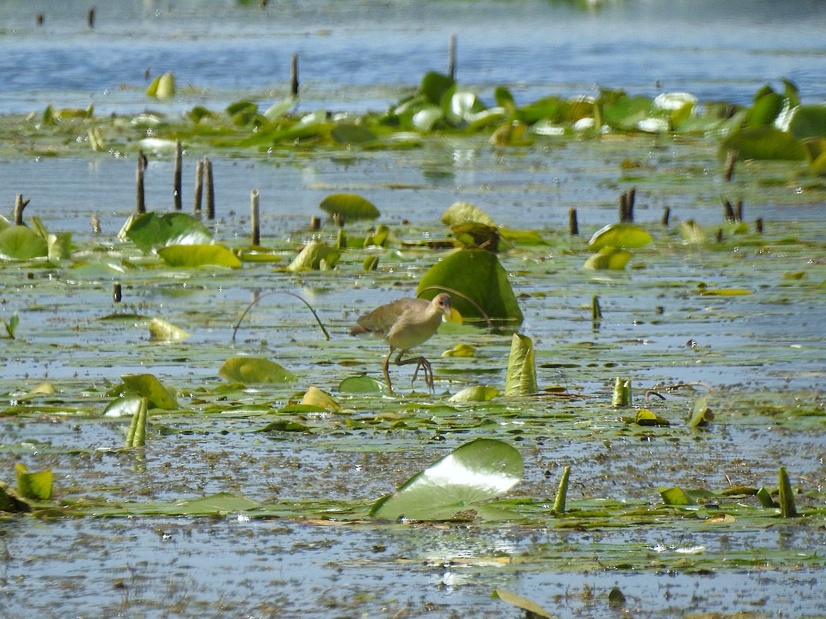 Purple Gallinule - ML641077893