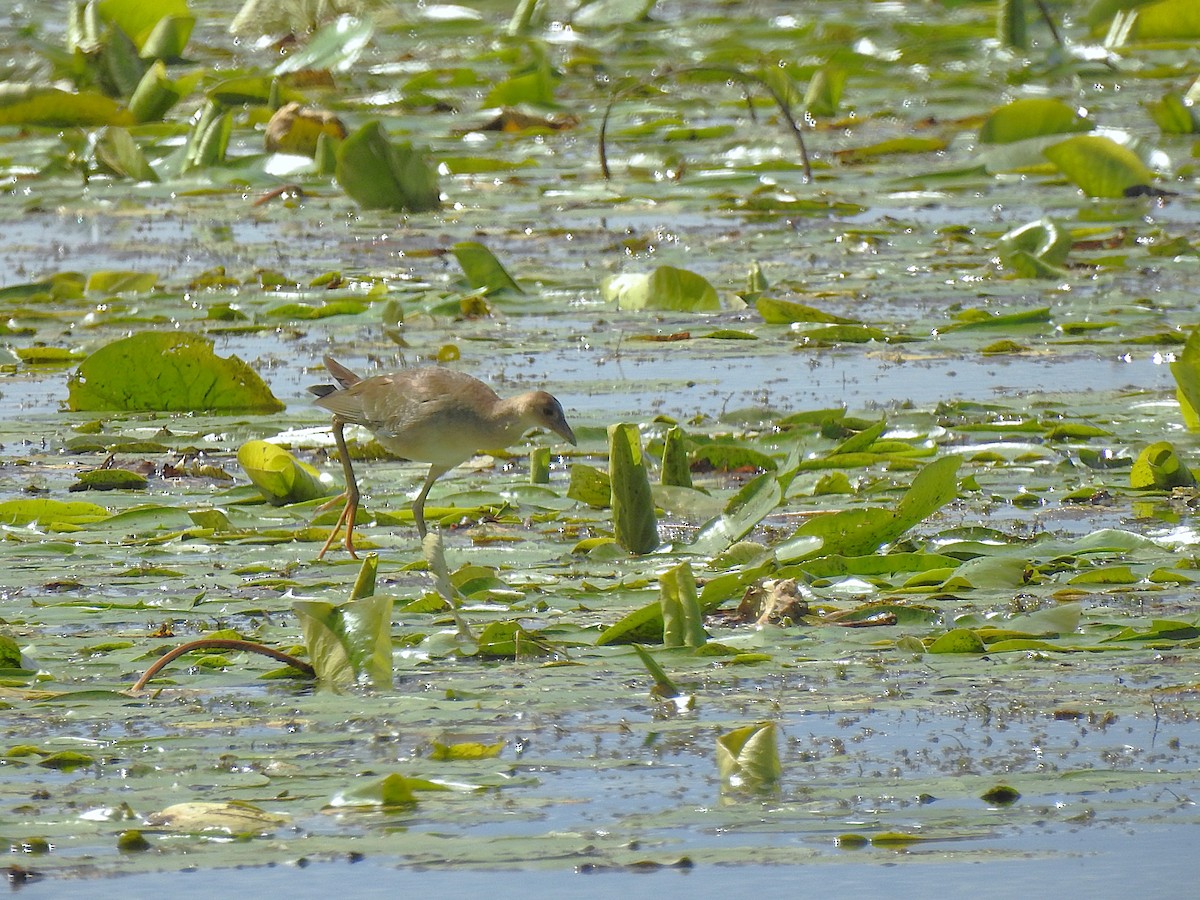 Purple Gallinule - ML641077894