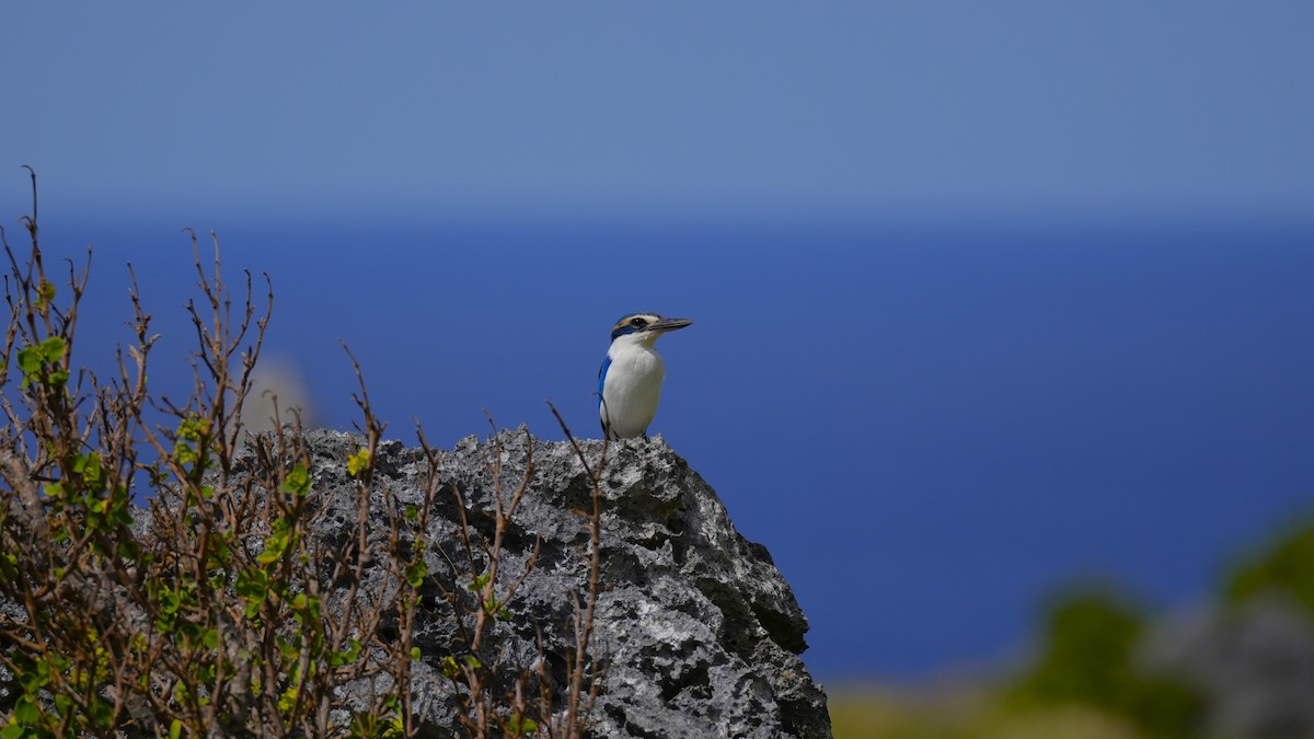 Pacific Kingfisher - ML641077902