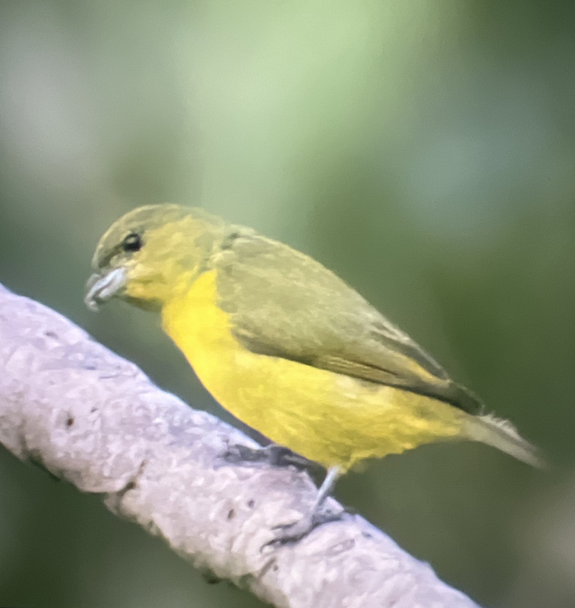 Thick-billed Euphonia - ML641077920