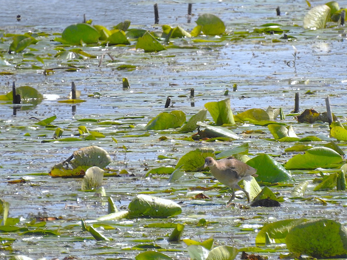 Purple Gallinule - ML641077950
