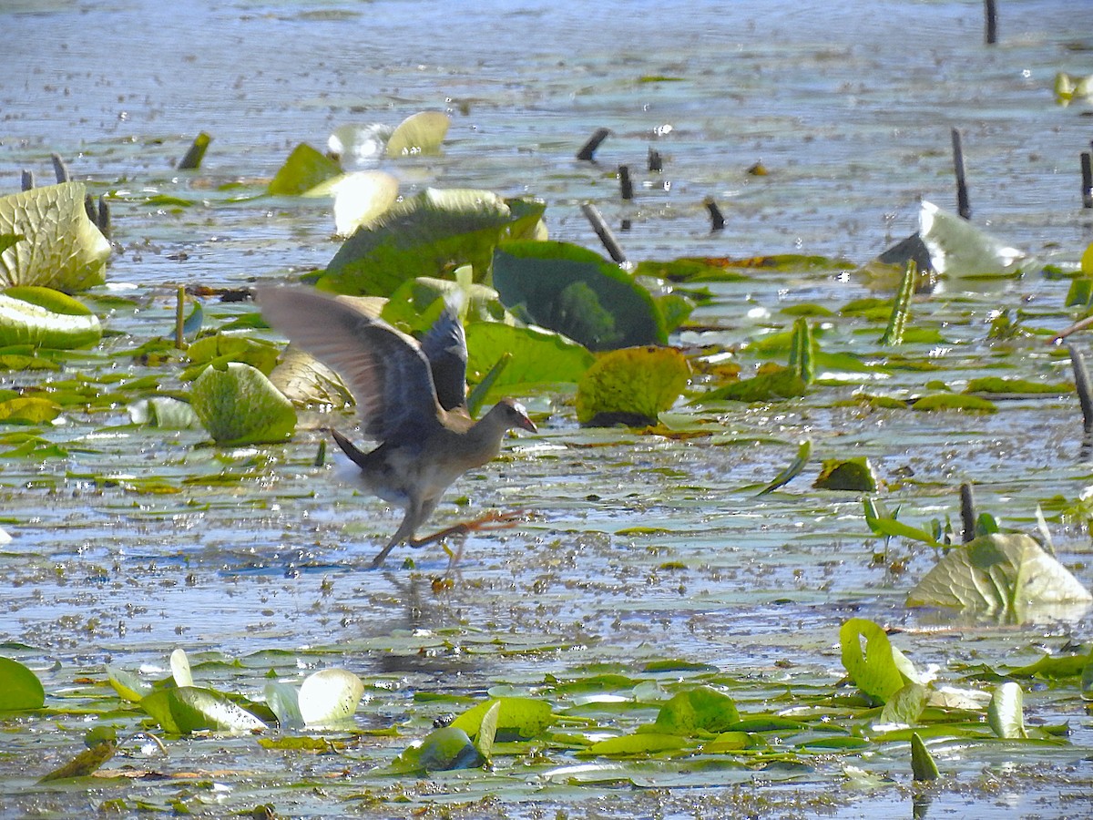 Purple Gallinule - ML641077951