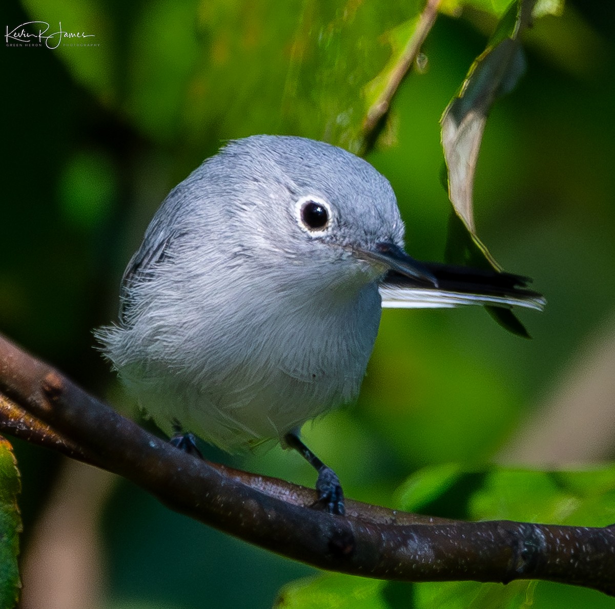 Perlita Grisilla (caerulea) - ML641077956